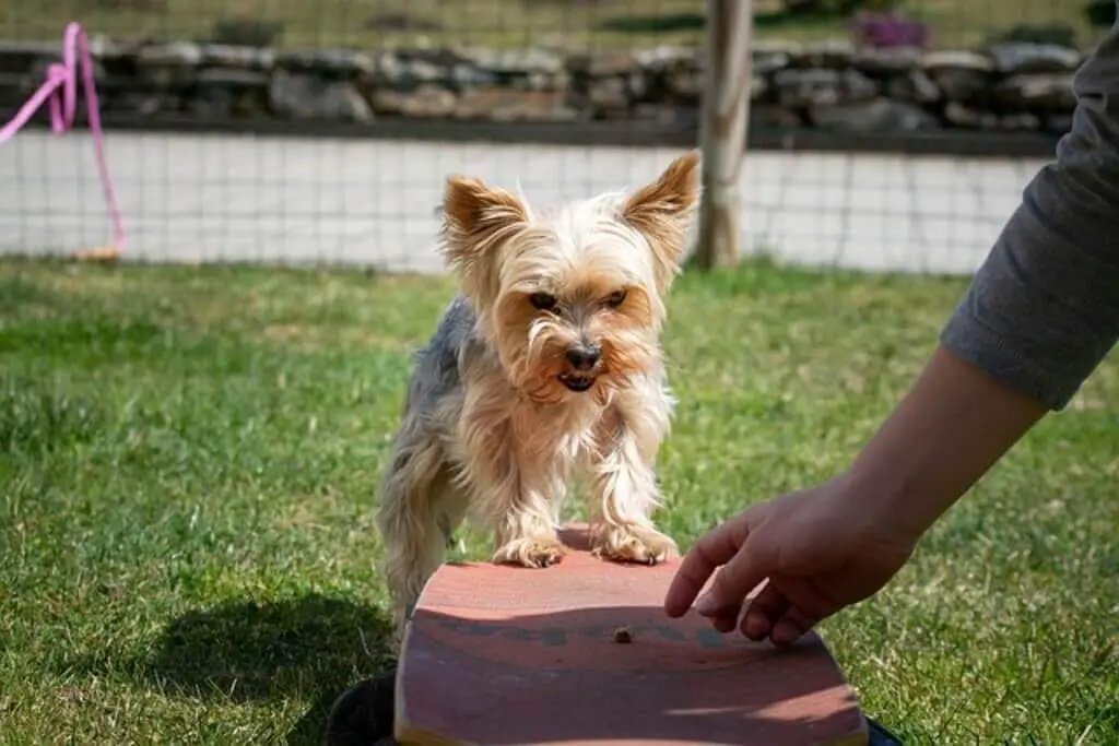 Yorkshire Terrier being trained.