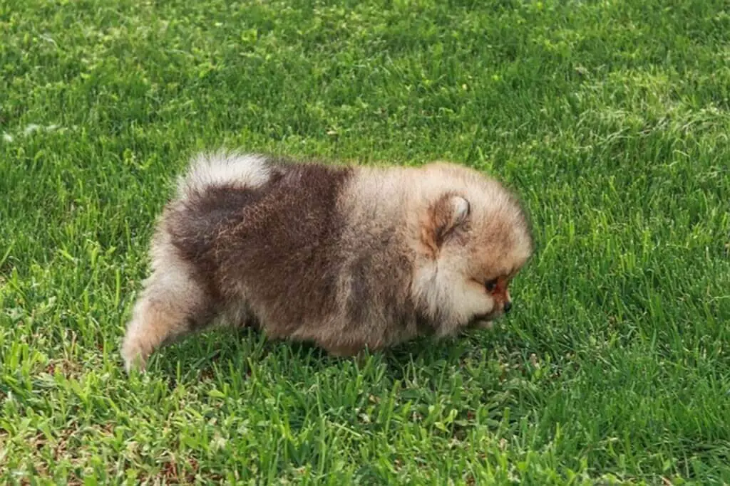 A pomeranian puppy going potty.