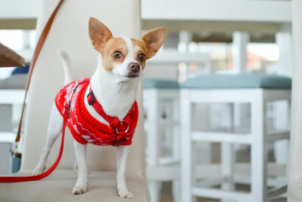 A chihuahua with a red sweater.
