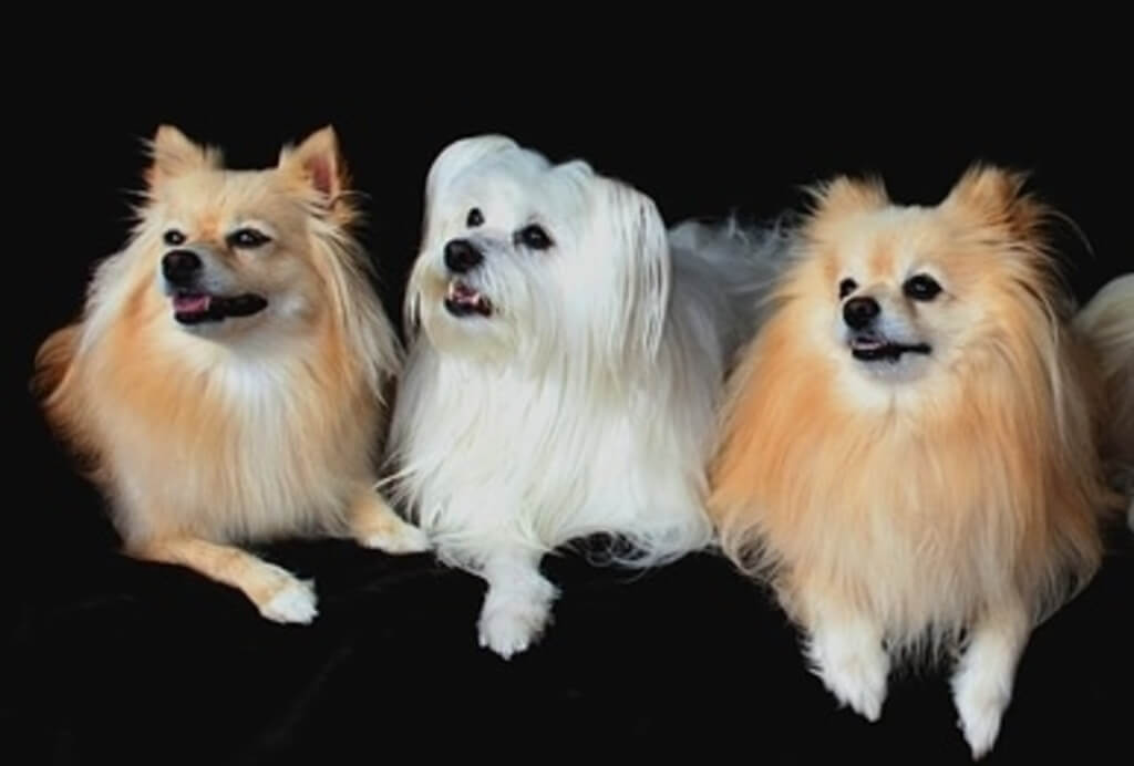 Pomeranian and maltese dogs
