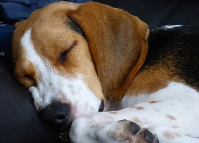 A beagle sleeping.
