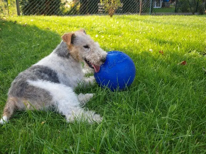 A Fox terrier laying on the grass.