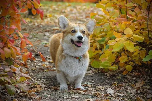 Pembroke Welsh Corgi