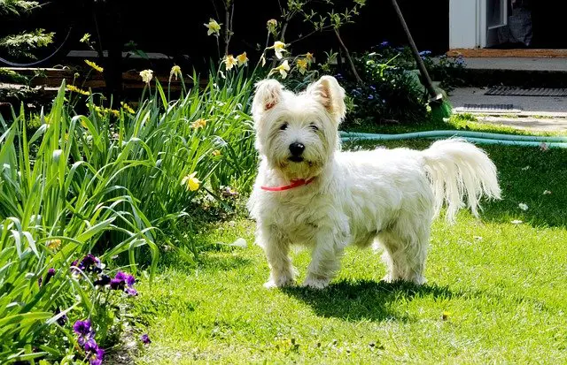 west highland