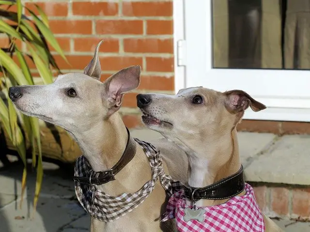 Whippet
