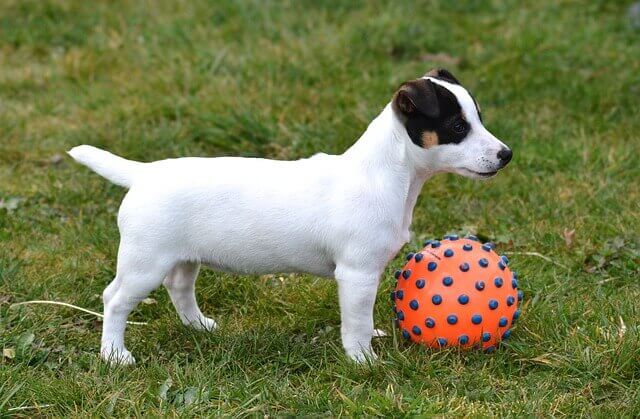 jack russell terrier puppy.