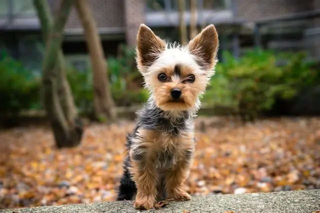 Yorkshire Terrier