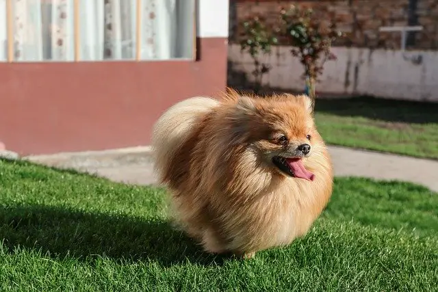 A Pomeranian walking in the yard.