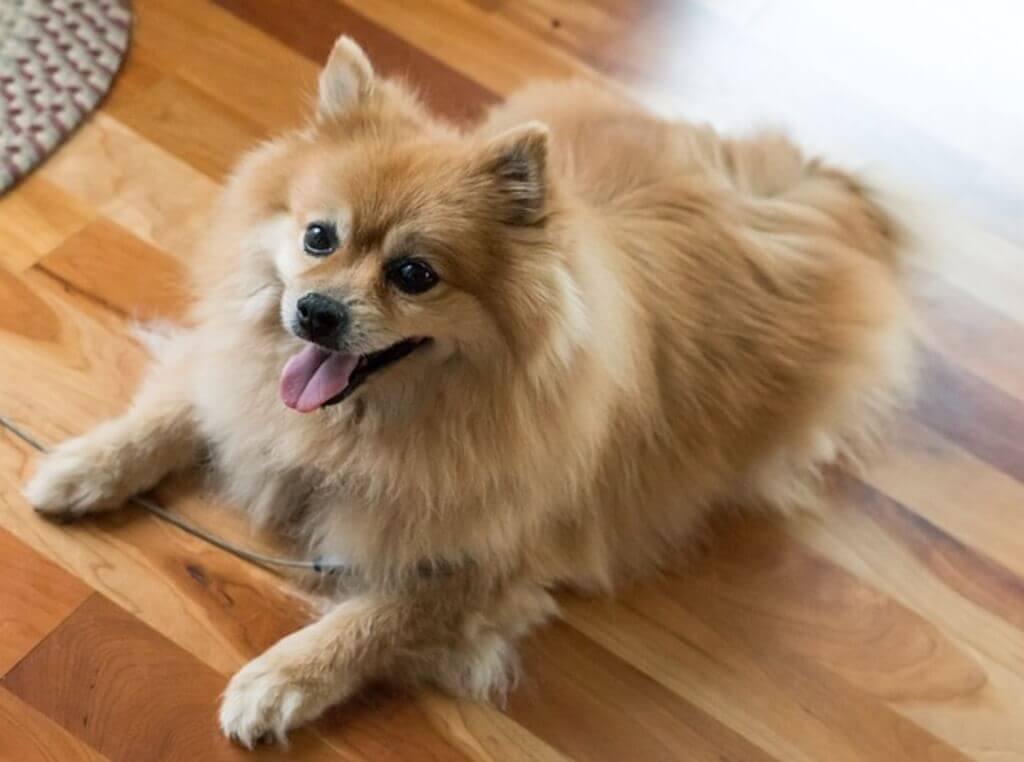 A pomeranian laying down indoors.