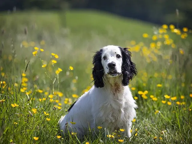 Cocker Spaniel