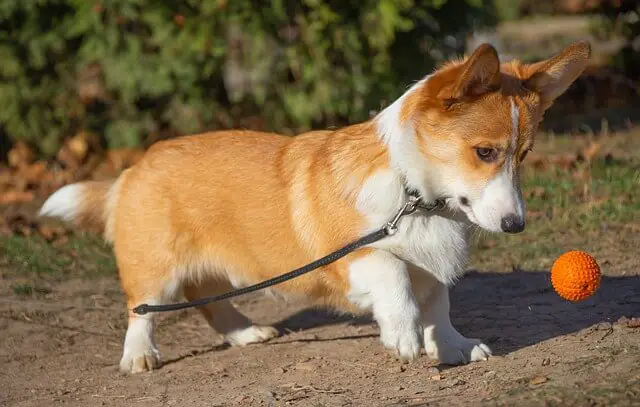 Pembroke Welsh Corgis