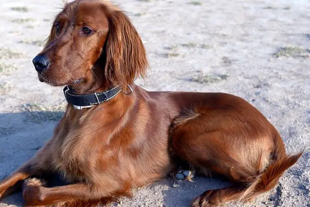 Irish Setter