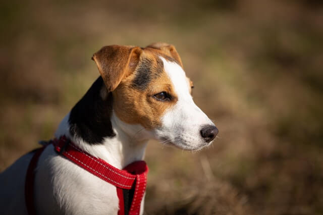 smooth coat jack russell