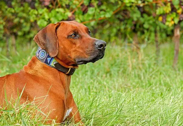 Rhodesian Ridgeback