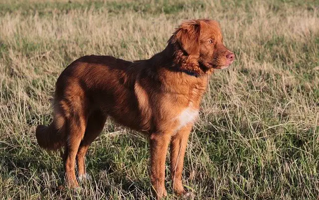 Novascotia Duck Tolling Retriever