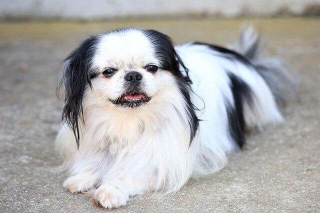 Japanese Chin dog