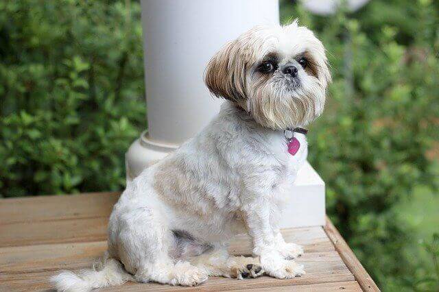 Shih Tzu dog