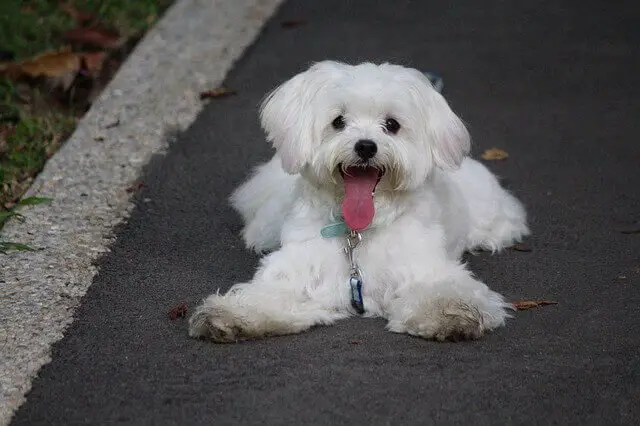 Maltese dog