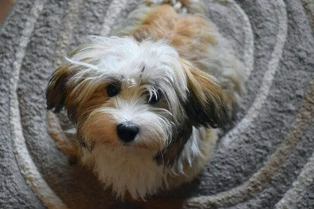 Havanese dog