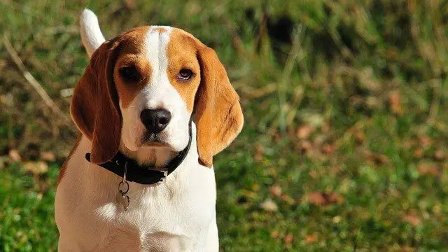 Beagle dog