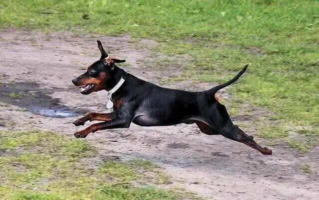 Miniature Pinscher