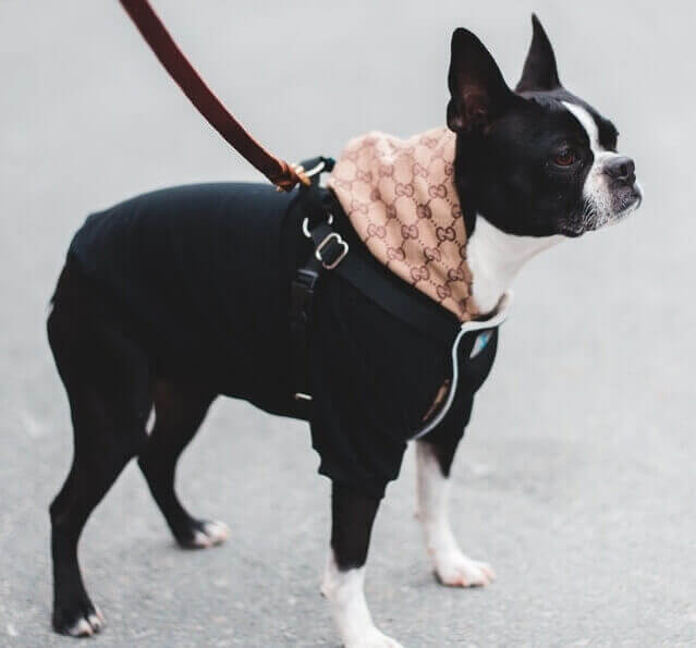 Boston Terrier