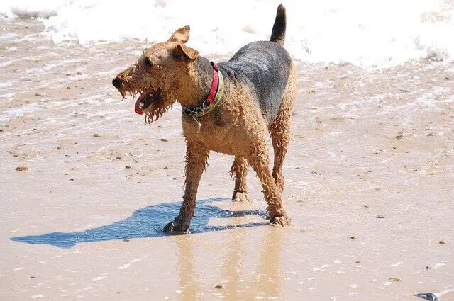 Airedale Terriers