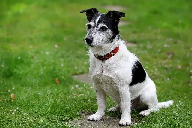 Jack Russel Terrier