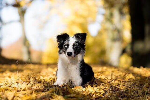 Miniature Australian Shepherd