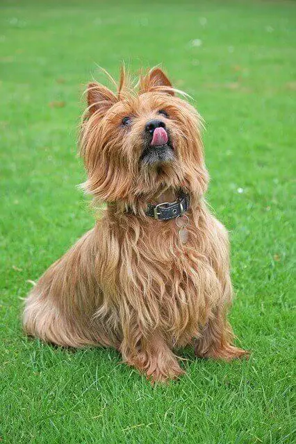 Australian Terrier