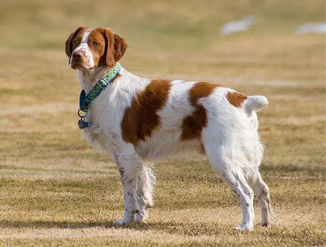 Brittany Spaniel