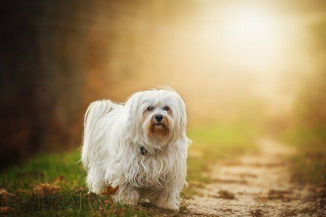 Havanese