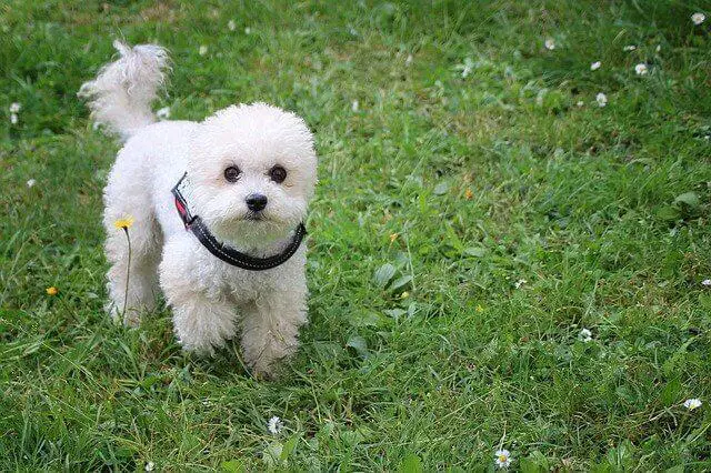 Miniature Poodles