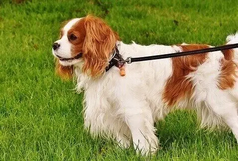 Cavalier King Charles Spaniel