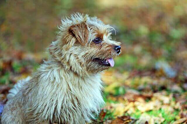 Norfolk Terrier