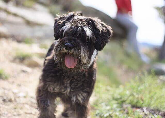 Miniature Schnauzer