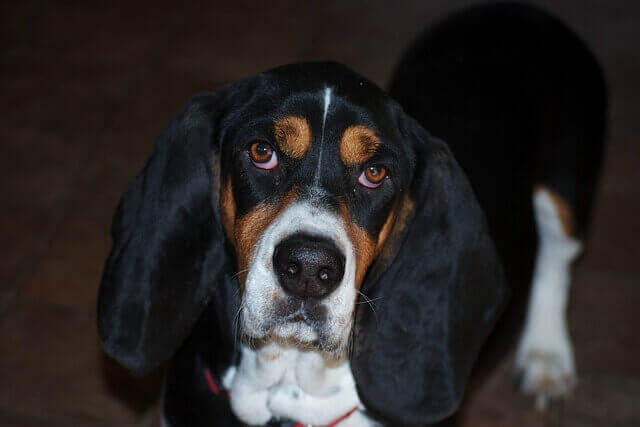 Bassett Hound