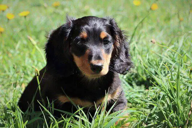 Miniature Dachshund