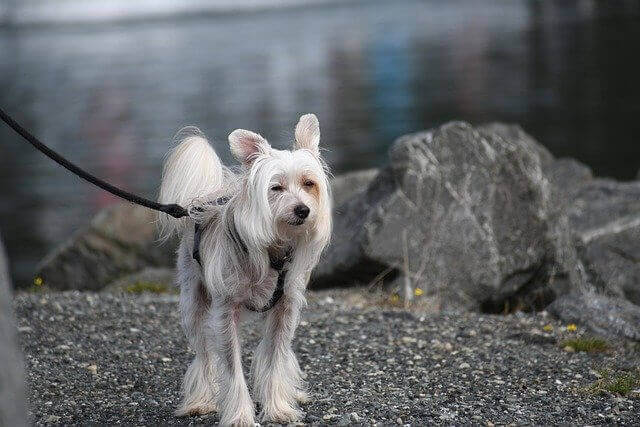 Chinese Crested