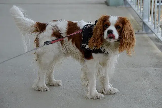 Cavalier King Charles Spaniel