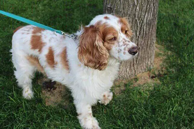 cocker spaniel