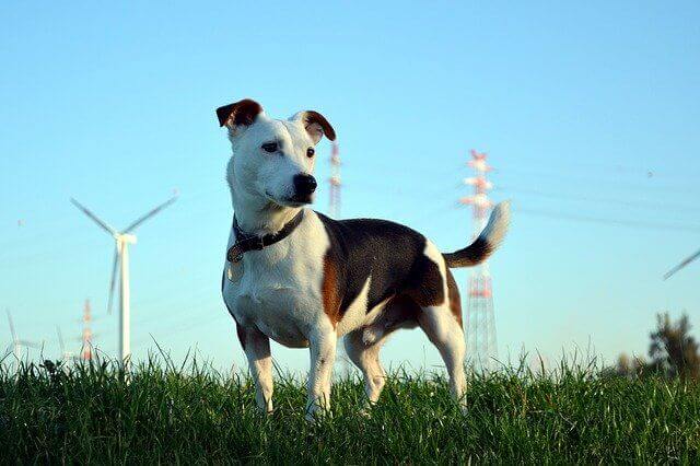 Jack Russell Terrier
