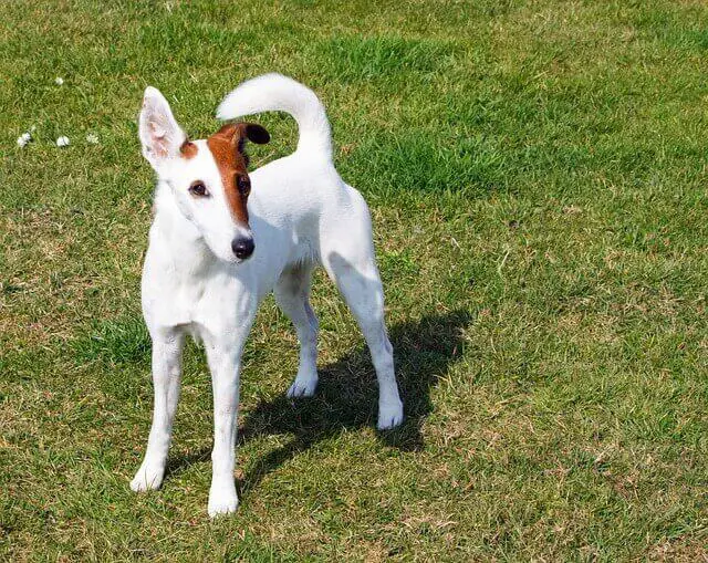 Fox Terrier