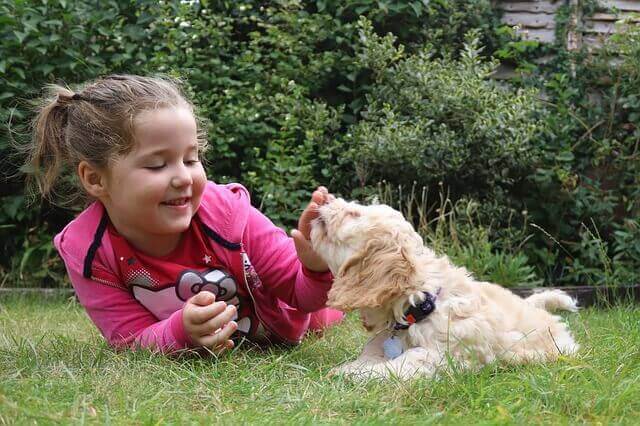 Young girl playing with dog
