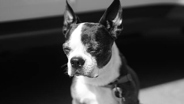 Boston Terrier