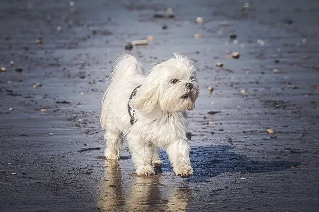 Maltese