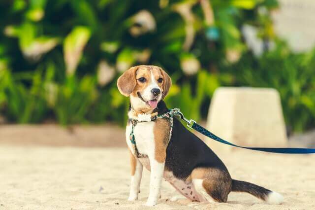 Beagle