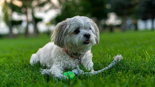 Maltese