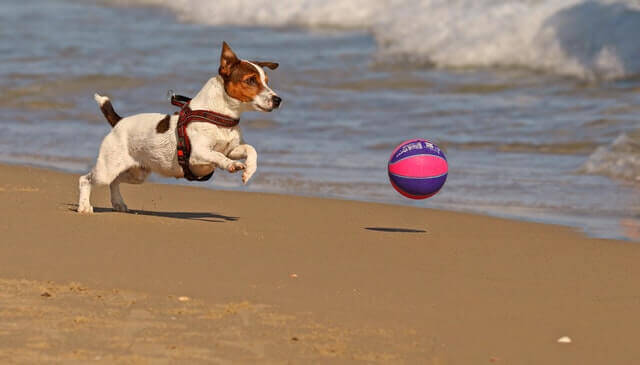 Jack Russell Terrier