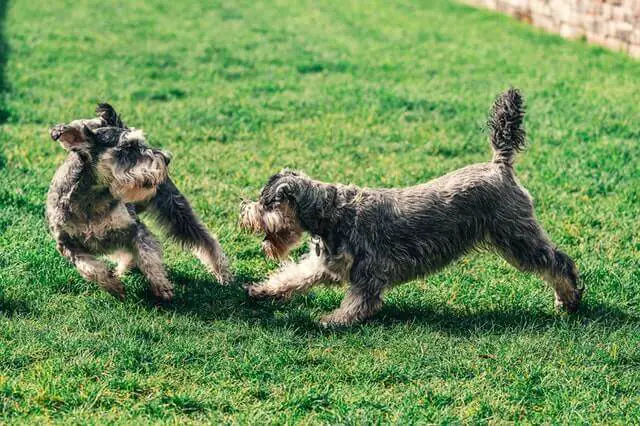 Miniature Schnauzer